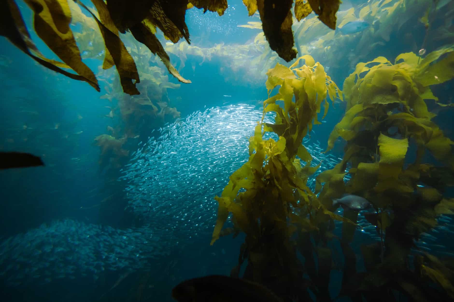 a school of fish swimming with seaweed in the background
