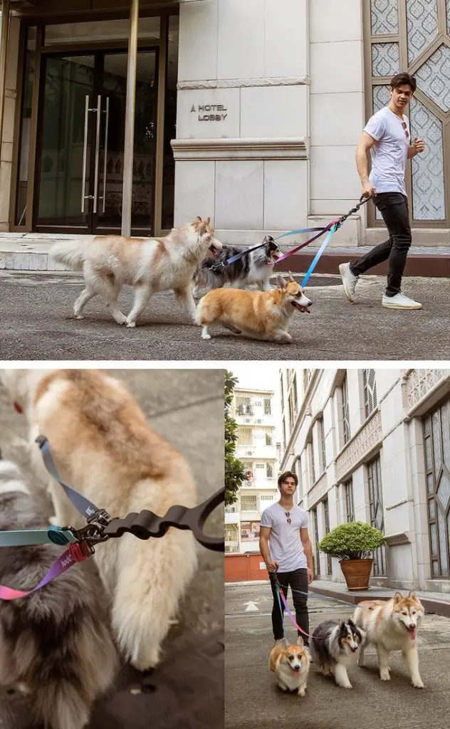 hundur multi dog leash